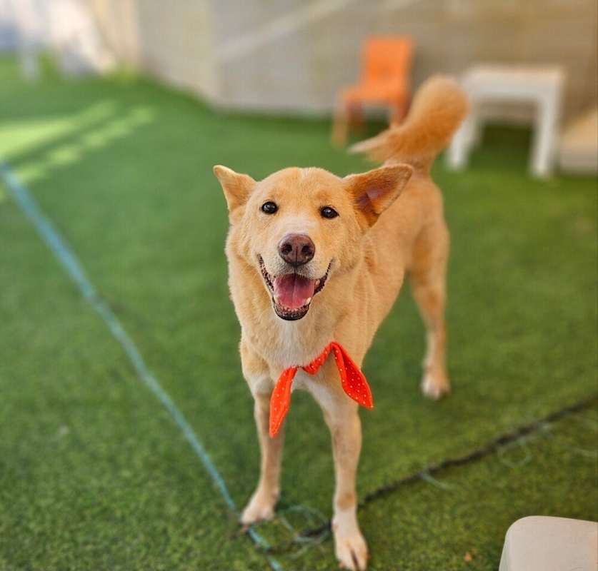 Photo of Cookie #image