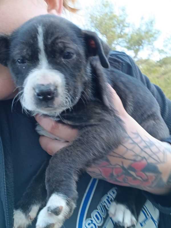 Photo of Pit pup #image