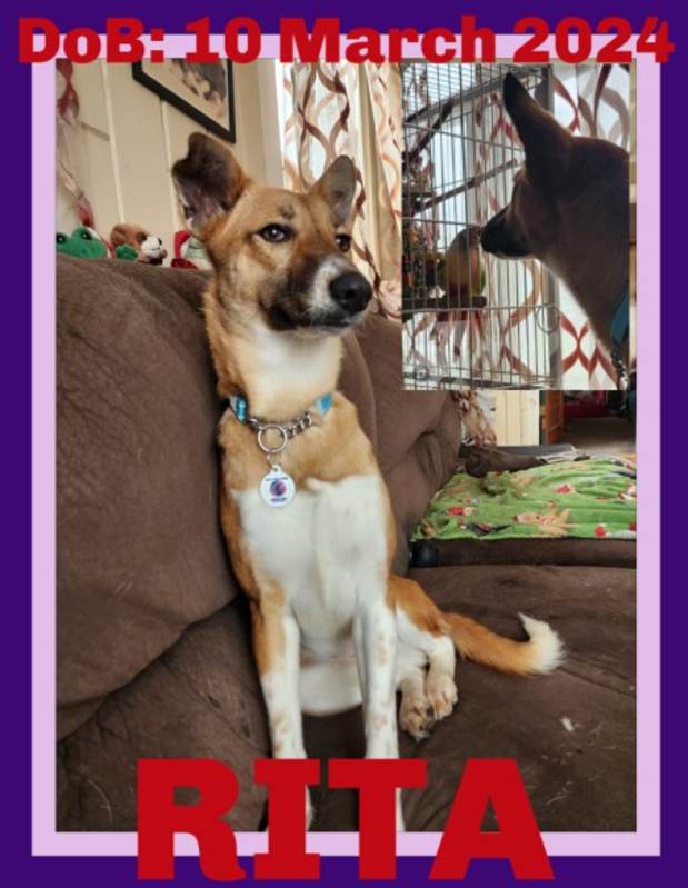 Photo of RITA #image