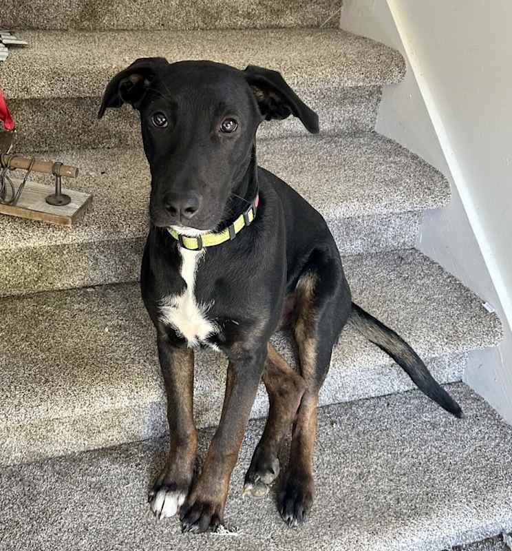 Photo of Archie #image