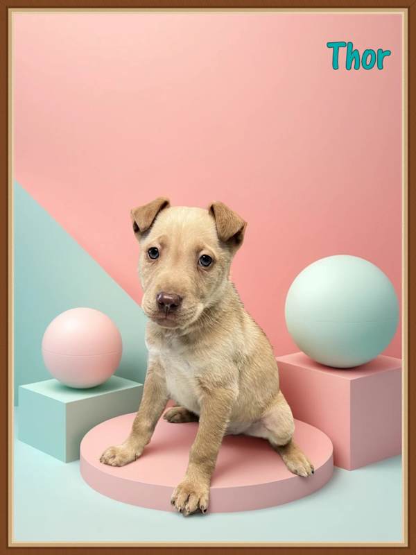 Photo of Thor #image