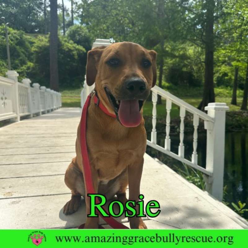 Photo of Rosie #image