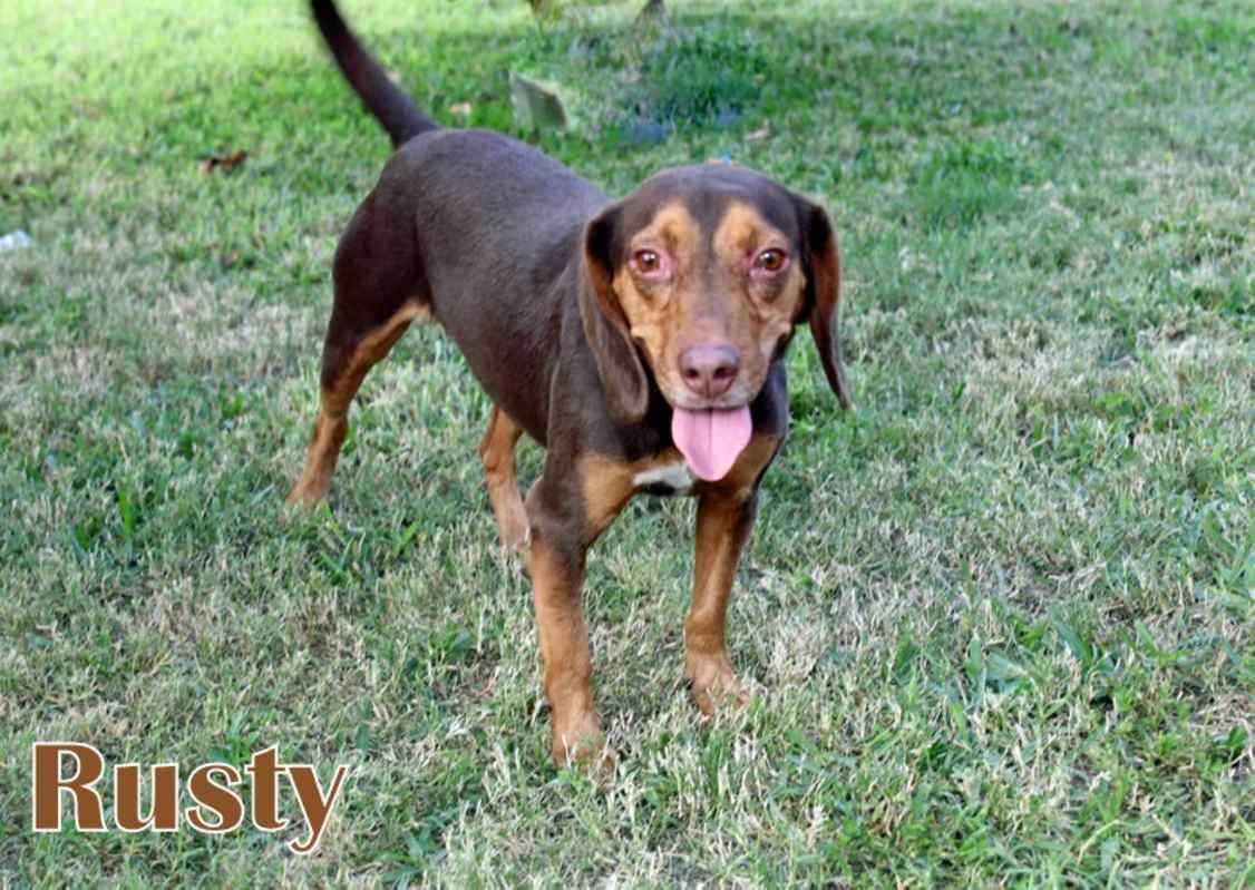 Photo of RUSTY #image