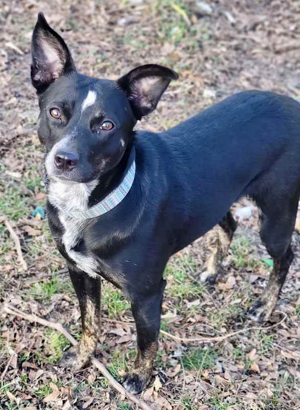 Photo of Pip #image