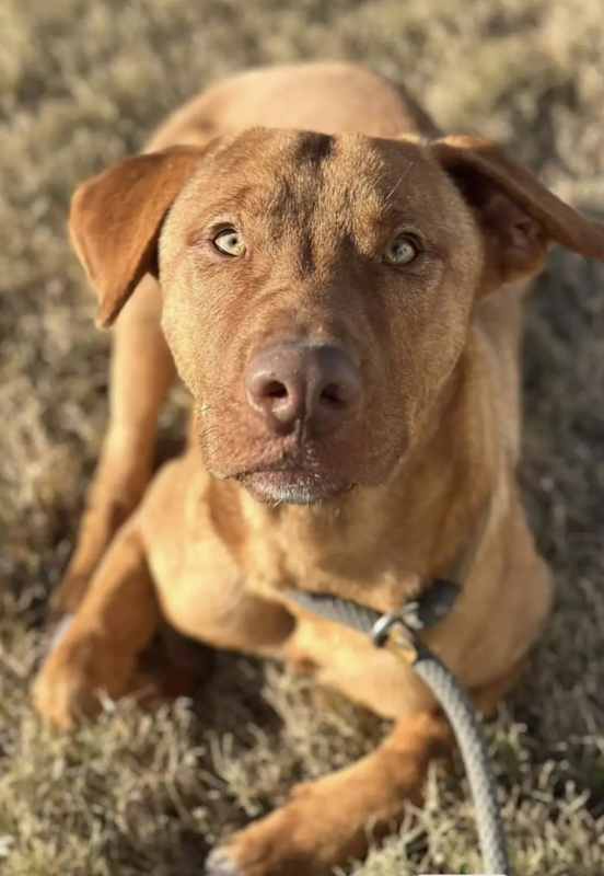 Photo of Coco #image