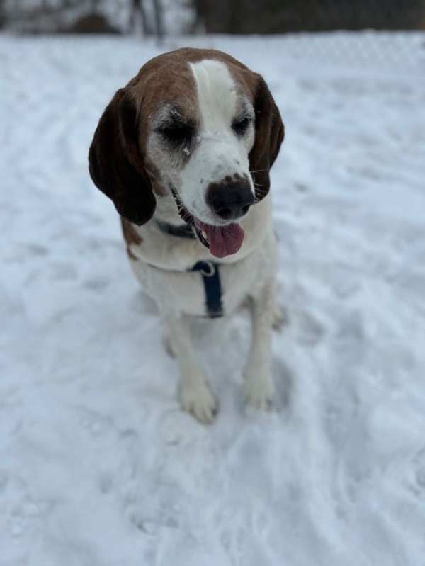 Photo of Boone #image