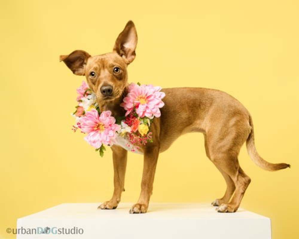 Photo of Ruby - F #image