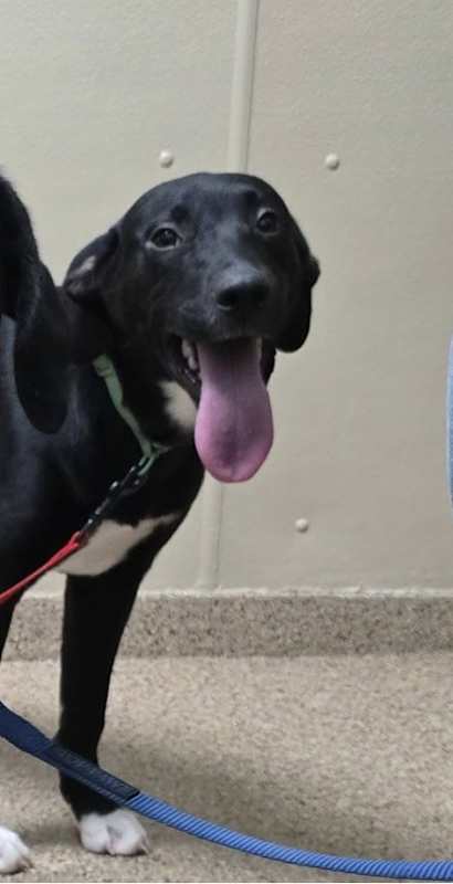 Photo of Shay #image