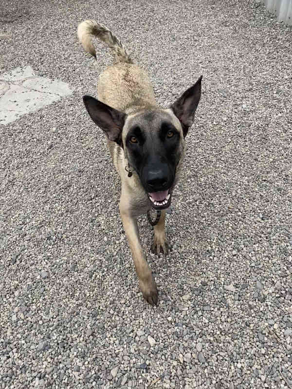 Photo of IZZY #image