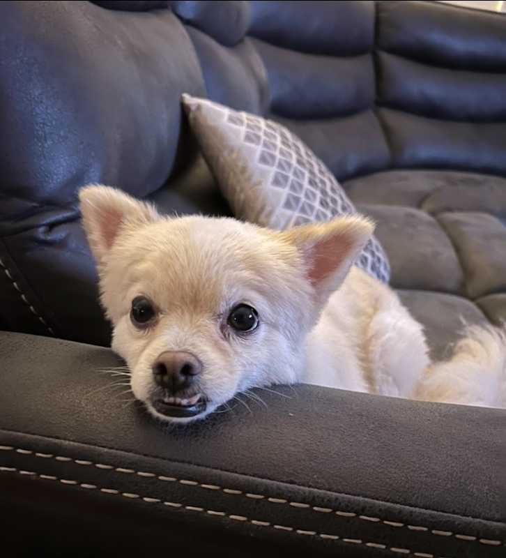 Photo of Thor #image