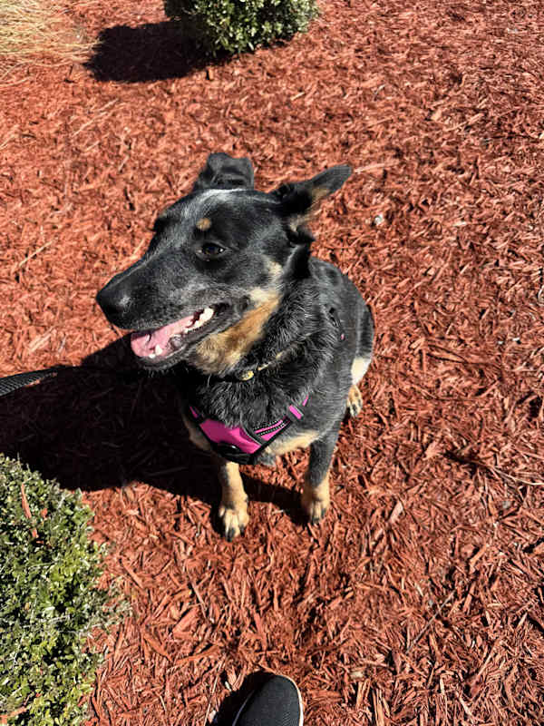 Photo of Sadie #image