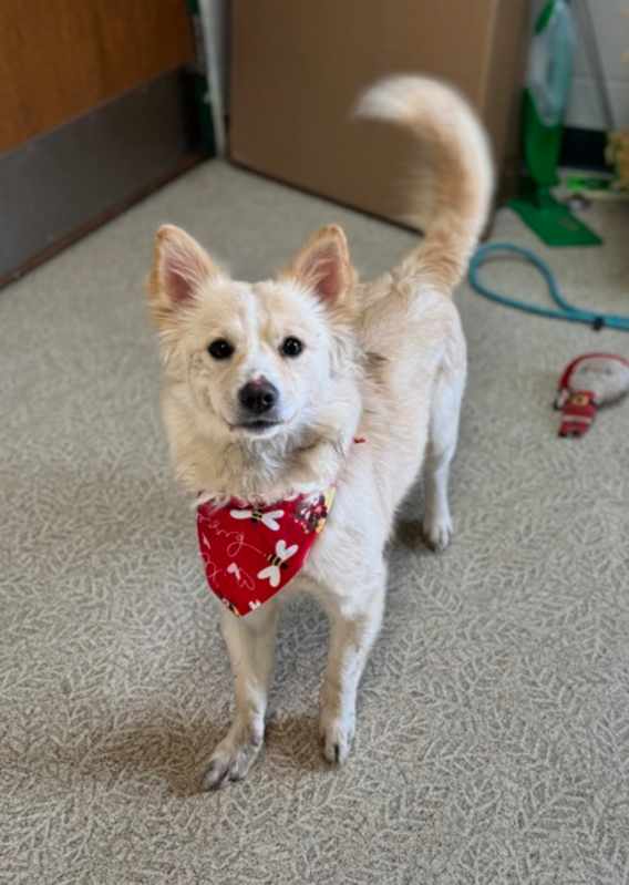 Photo of Bailey #image