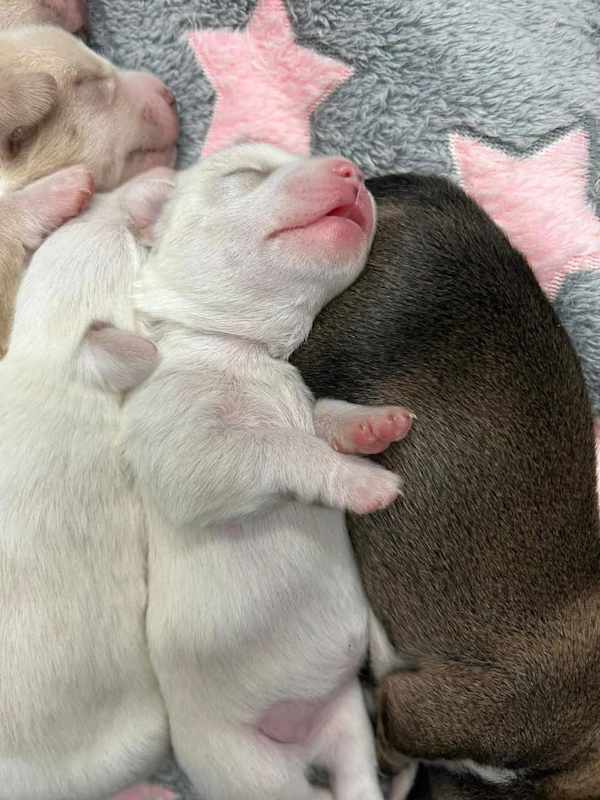 Photo of Penelopes Puppy - White Male #image