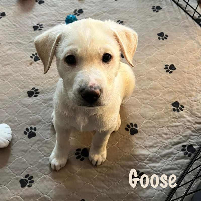 Photo of Goose #image