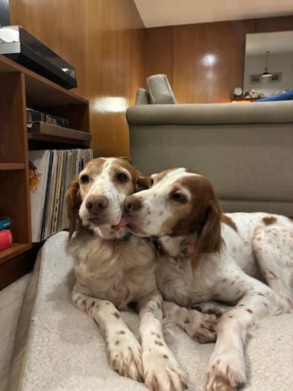 Photo of OR/Susie (Bonded with Lucy) #image