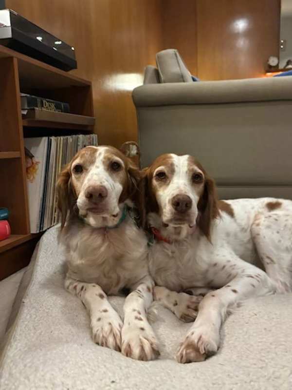 Photo of OR/Lucy (bonded with Susie) #image