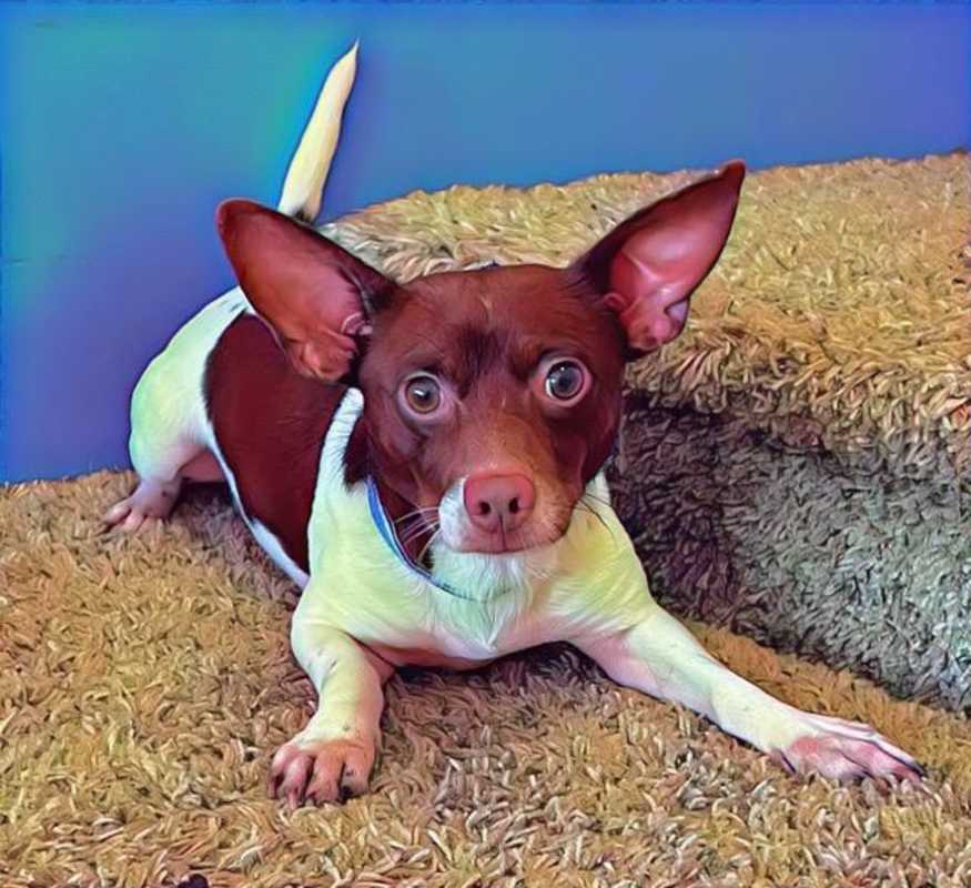 Photo of Lamar #image