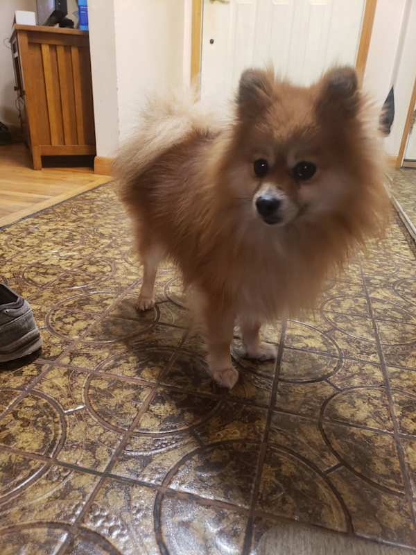 Photo of Kuma #image