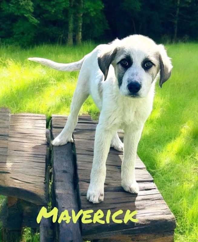 Photo of Maverick #image