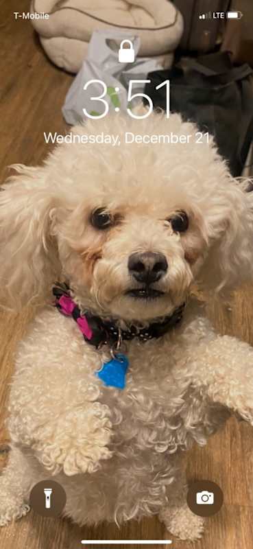 Photo of Sadie #image