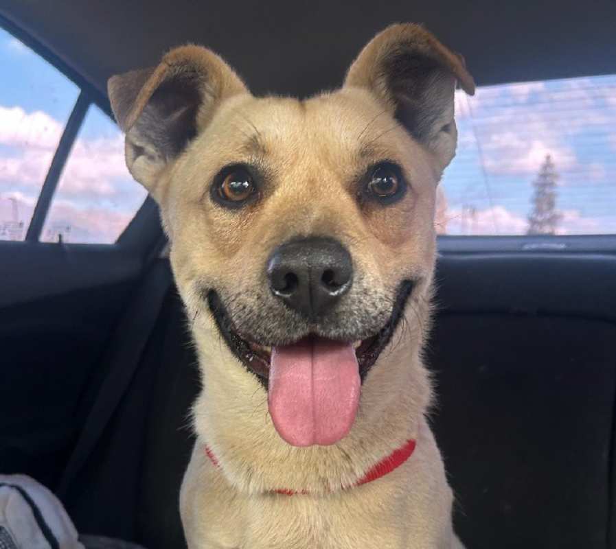 Photo of CHESTER #image