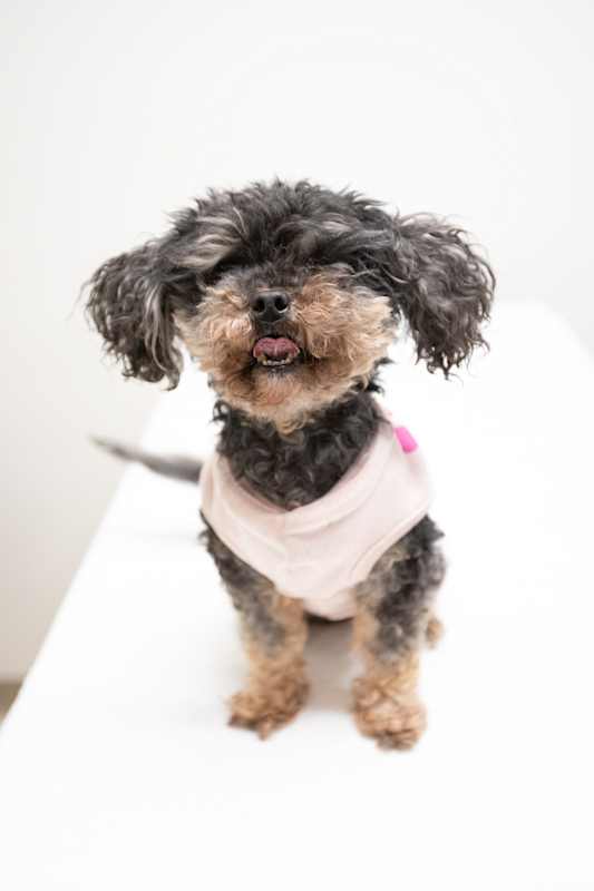 Photo of Plum #image