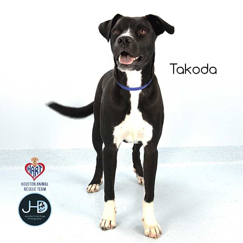 Photo of Takoda #image