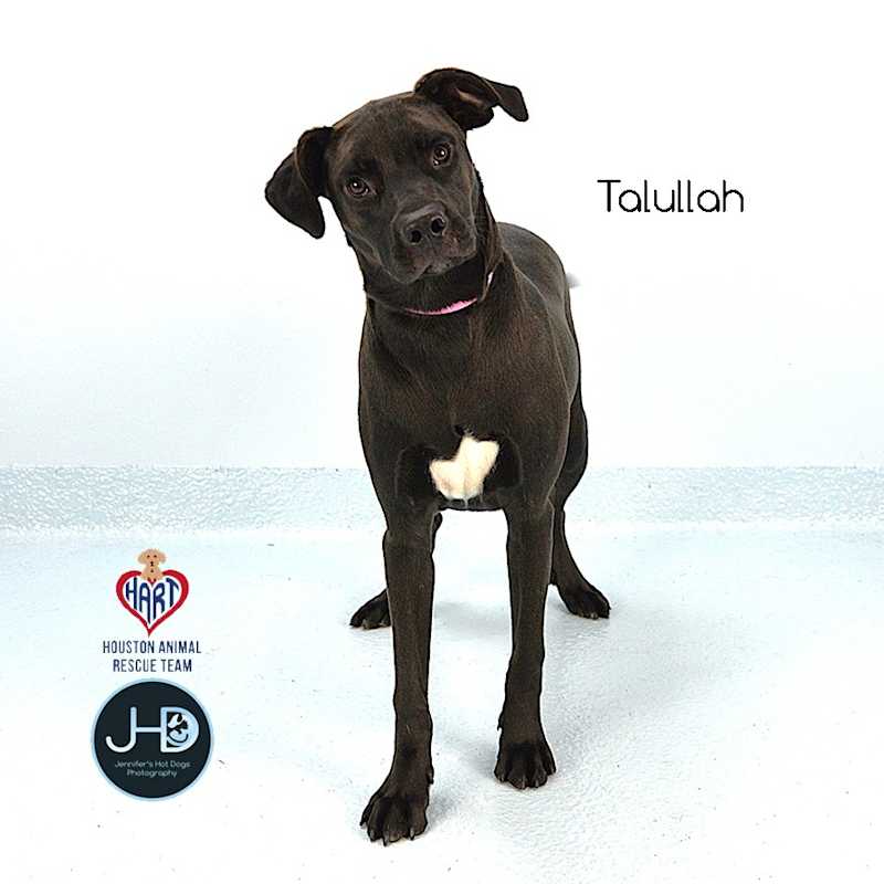 Photo of Talullah #image