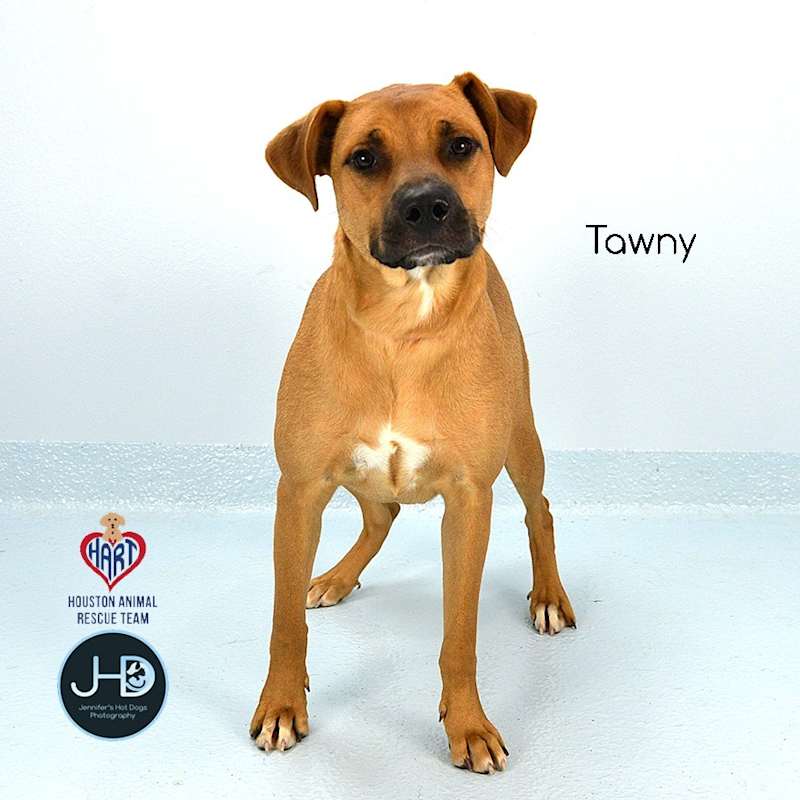 Photo of Tawny #image