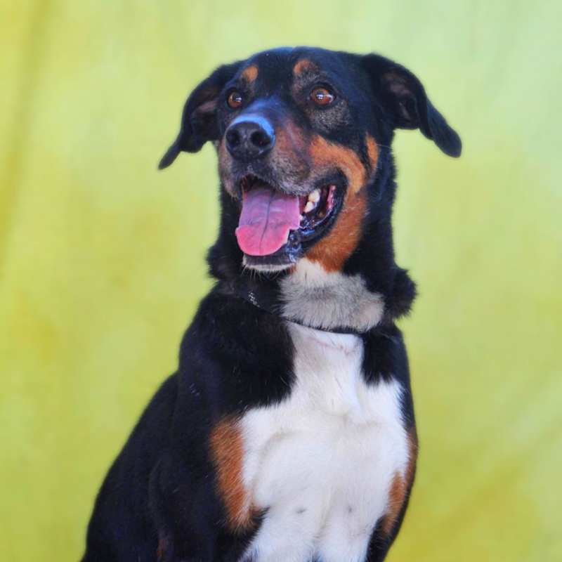 Photo of Fury JuM aka Rocky #image