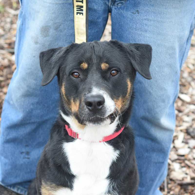 Photo of Wishbone #image