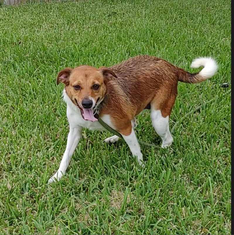 Photo of Ginger #image