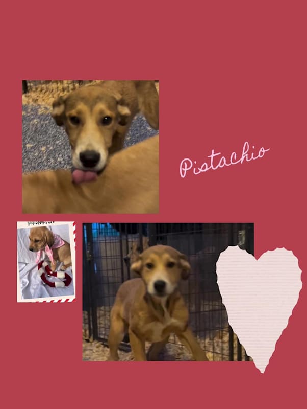 Photo of Pistachio #image