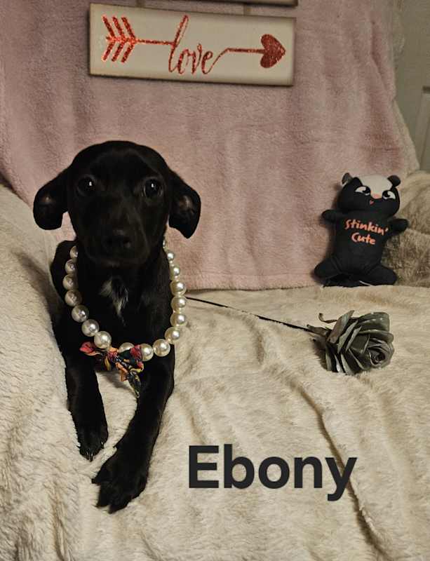 Photo of Ebony #image