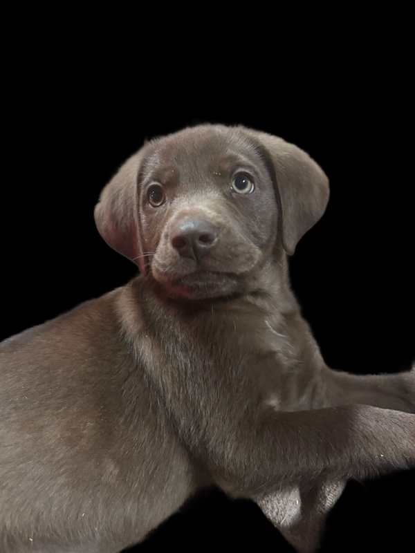 Photo of SCOUT #image
