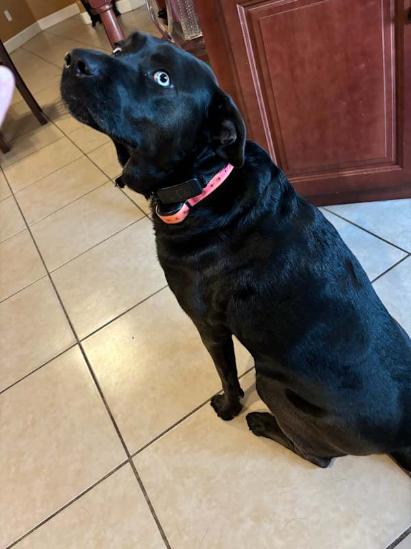Photo of Luna #image
