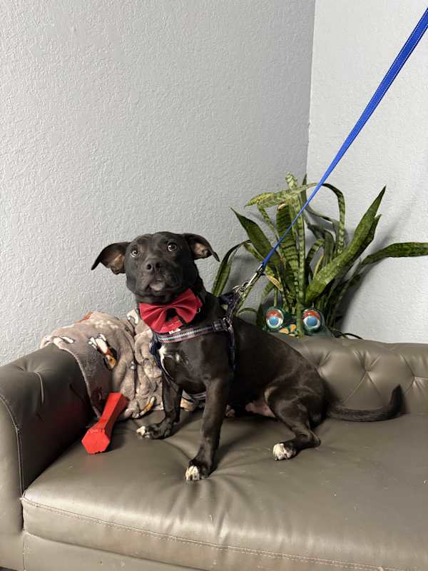 Photo of Everett Everly-adoption pendin #image