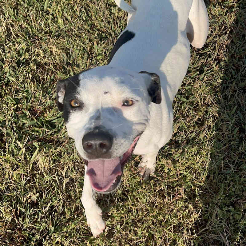 Photo of Joey #image