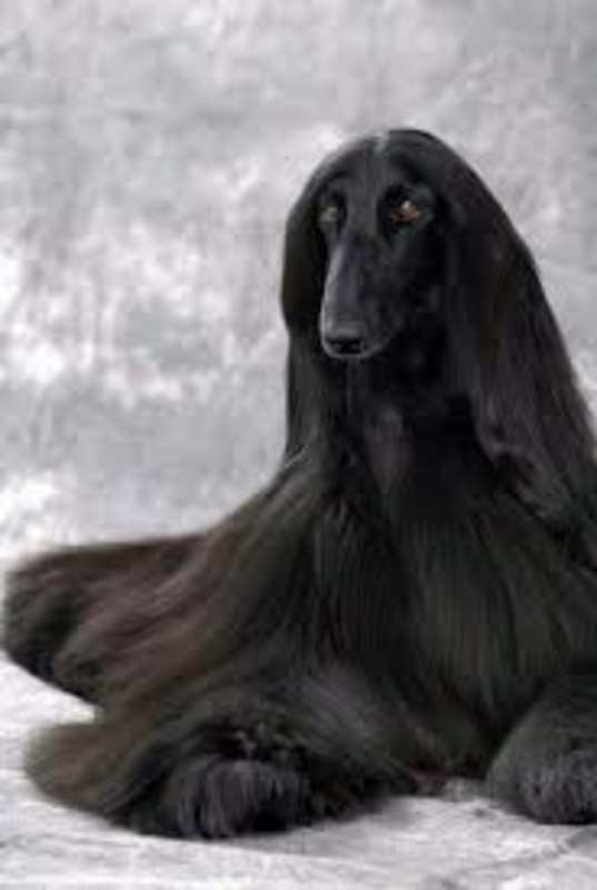 Photo of Test Dog #image