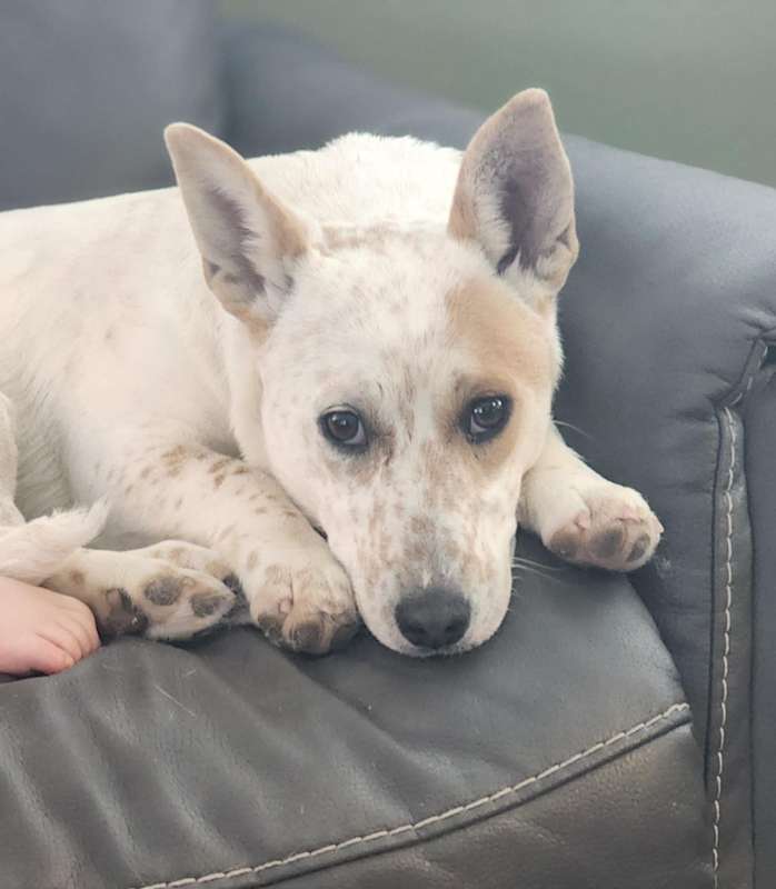 Photo of Coco #image