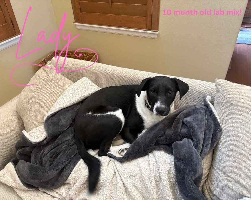 Photo of Lady ***FOSTER HOME*** #image