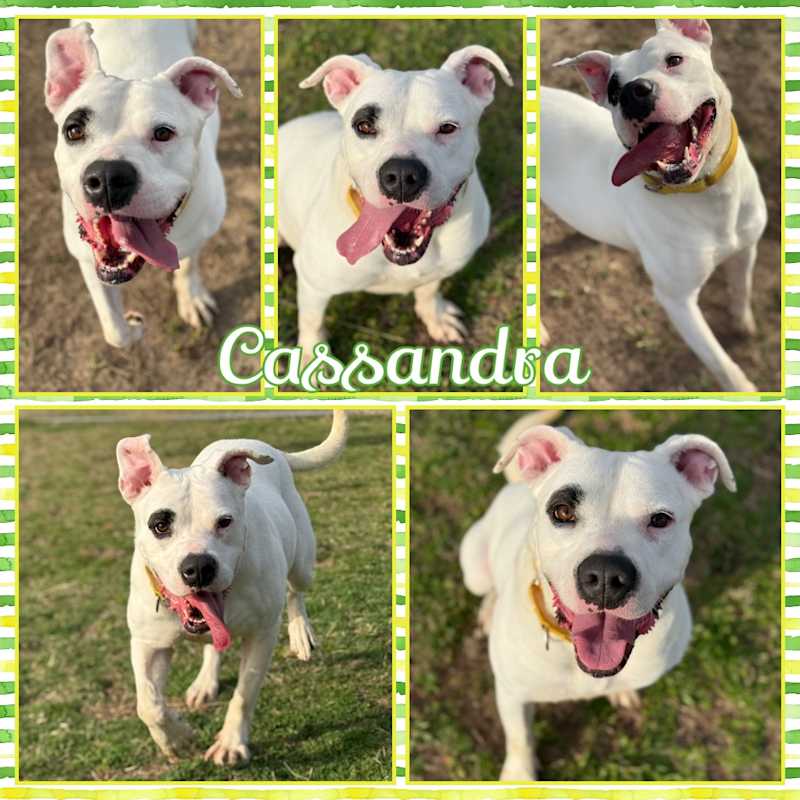 Photo of Cassandra #image