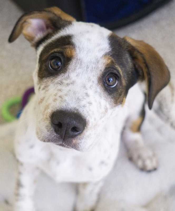 Photo of Scooby #image
