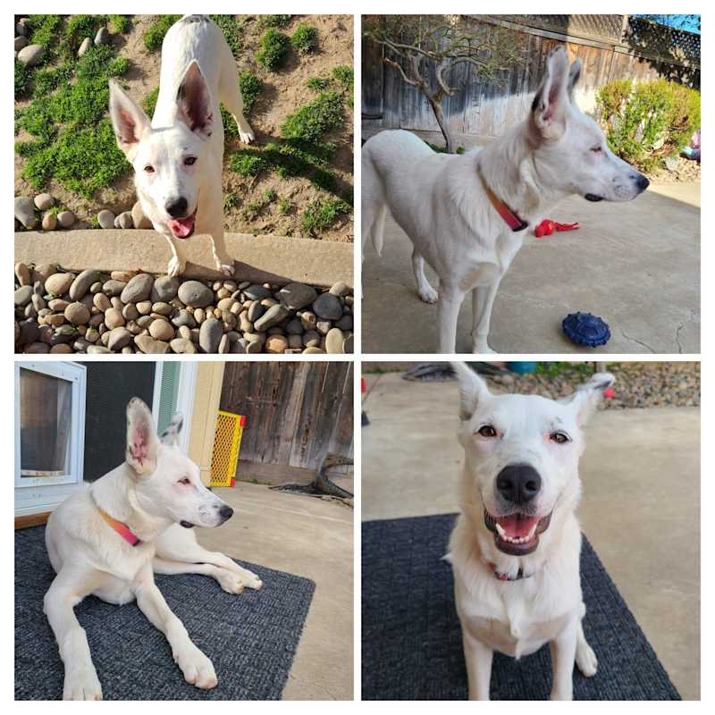 Photo of Sammie #image