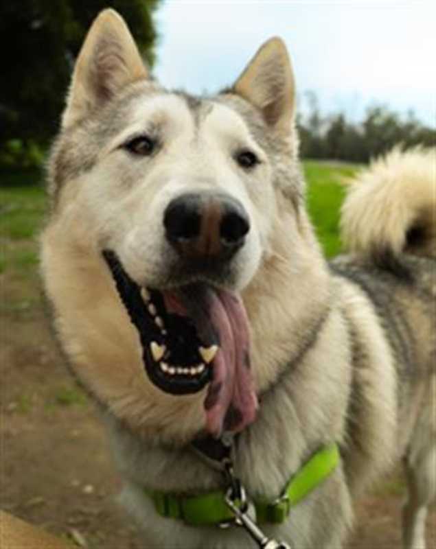 Photo of BALTO #image