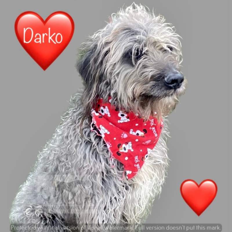 Photo of DARKO #image
