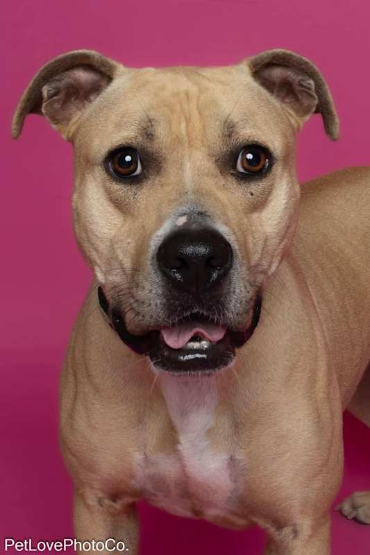 Photo of Nala #image