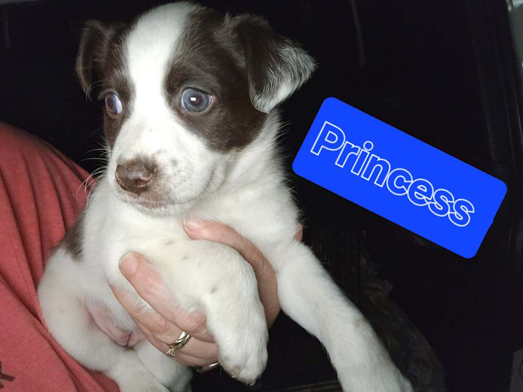 Photo of Princess #image