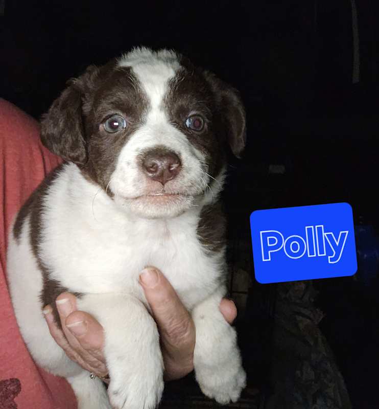 Photo of Polly #image