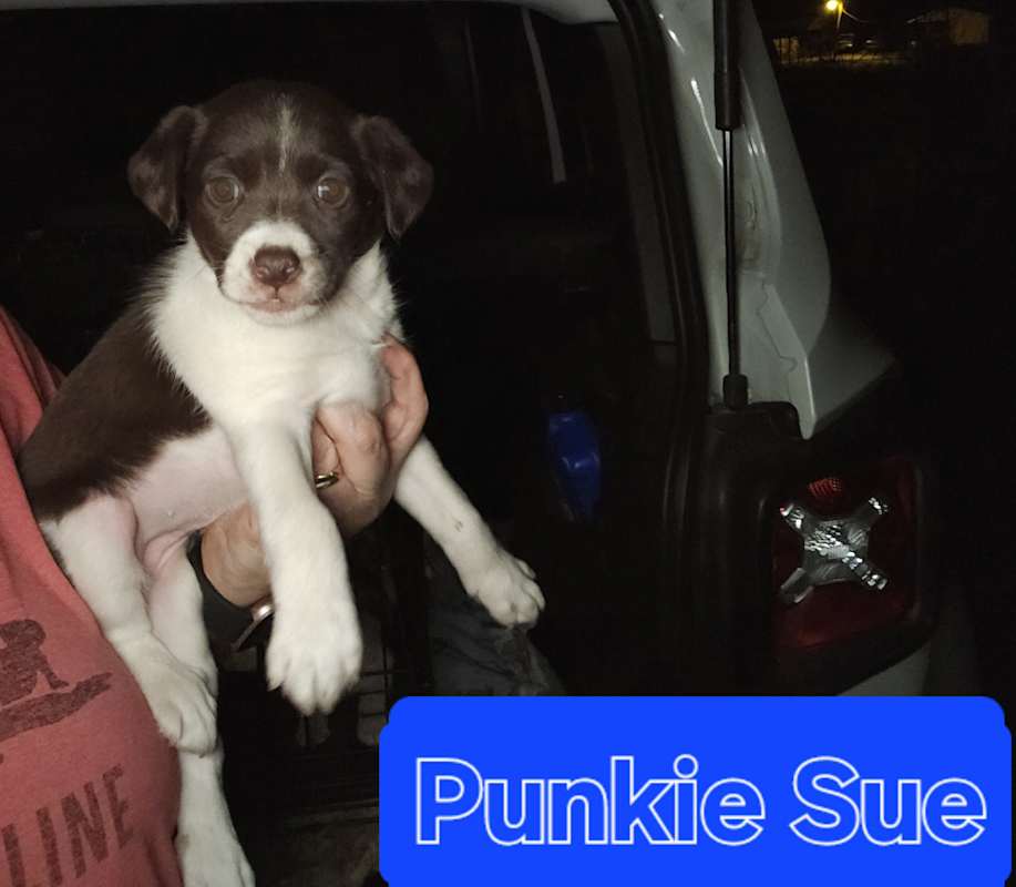 Photo of Punkie Sue #image